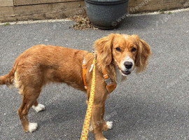Margot, 9-Month Old Female Working Cocker Spaniel