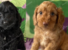 F1 small mini cockapoos various colours 30 dna health tested clear