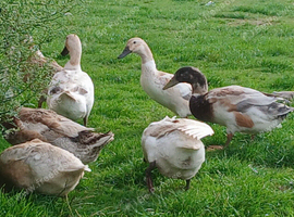 4 x welsh harlequin male ducks