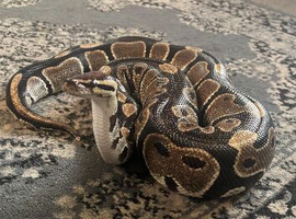 Adult royal python including viv