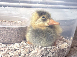 Indian runner ducklings for sale