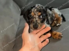 9 week Girl available