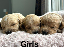Lovely puppies available to be viewed