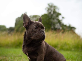 French bulldog boy