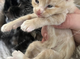 Beautiful kittens for sale