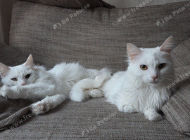 Beautiful girls looking for forever home