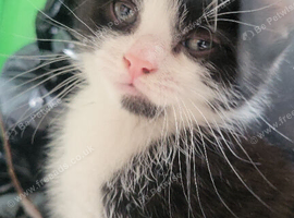 Cute 8 week kitten needing home