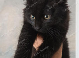 Beautiful Black Beautys maincoon X