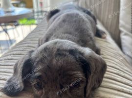 Cookerpoo mix breed