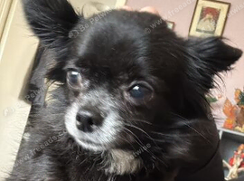 2 dogs rehoming must go together