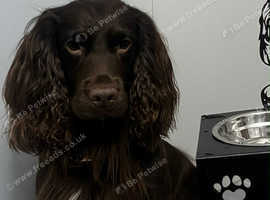 Cocker spaniel for stud