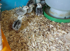 Bobwhite Snowflake chicks