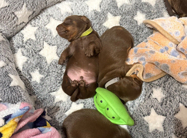 Beautiful boys awaiting their forever home