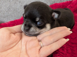 Little boy Chihuahua puppy