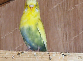 Breeding pair of budgies