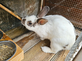 Male Rabbit