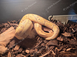 Banana python rainbow boa and corn snake