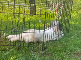 Male rabbit