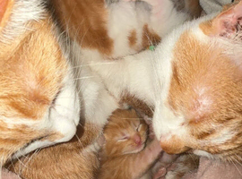 tabby mix kittens