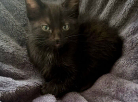 8 week kitten