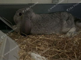 Female young lop cage included