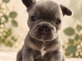 Beautiful French bulldog pup