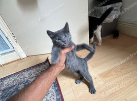 9 Week Old Friendly Kittens &ndash; 2 Boys & 1 Girl &ndash; Loving Indoor Home