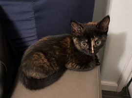 Kittens