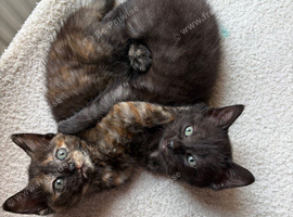 2 kittens available