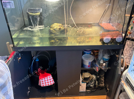 4 Musk Terrapins with Tank & unit