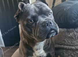 Frenchie x shar pei