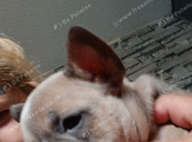 1 girl 2 boys puppies 6 weeks old
