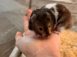 Hamster cage and accessories
