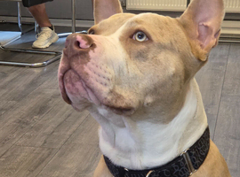 Looking to rehome