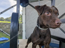 Choc patterdale boy