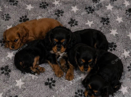 Extra special cavalier pups