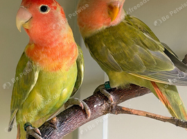 Pair of Peach-Faced Love Birds