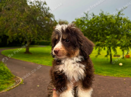 CAVAPOO Cross POMSKY