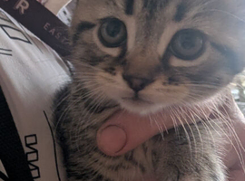 Tabby striped Kitten looking for their forever Home