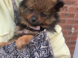 Pomeranian puppy