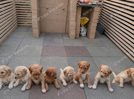 Multigeneration Labradoodle Backcross