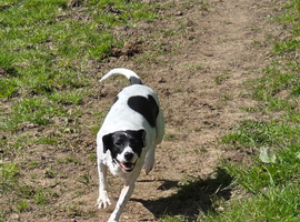 Friendly and Lively Spaniel X Terrier Spayed Bitch