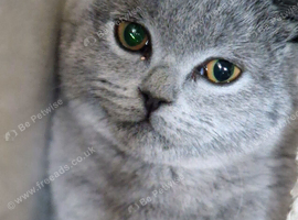 British shorthair girl