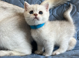 Silver pedigree British shorthair kittens