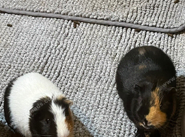Bonded pair of male guinea pigs