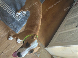 Staff x whippet