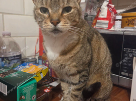 Lovely female tabby cat