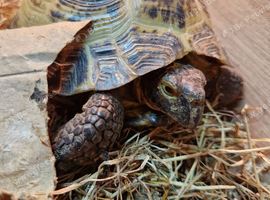 Young tortoise for rehome