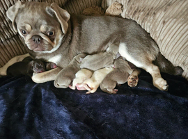 Pug litter