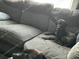 Rhodesian ridgeback/retriever